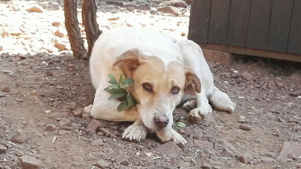 Yogi the Boerboel cross Africanis with a Heart of Gold